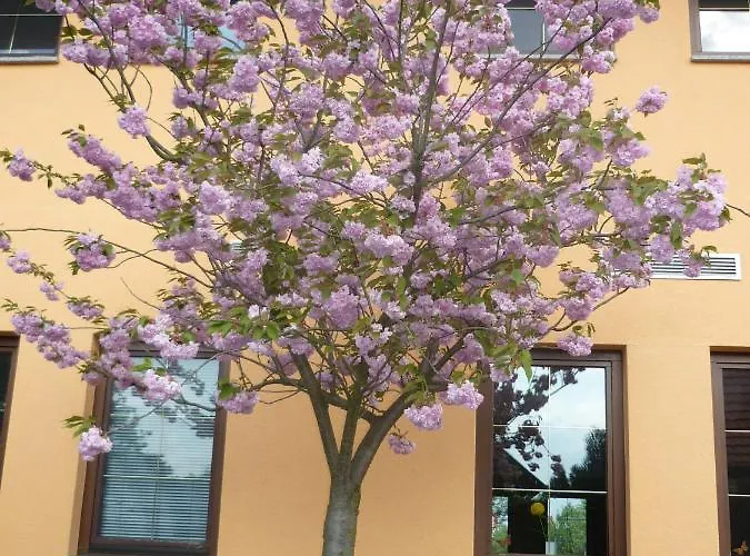 Willmersdorfer Hof Hotel Cottbus